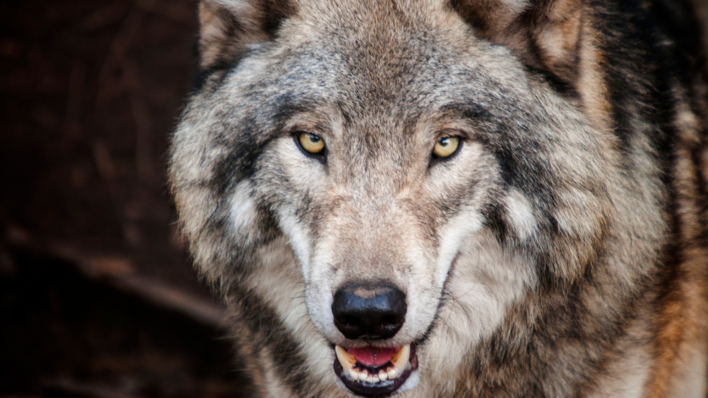 4,2 kilo vlees per dag