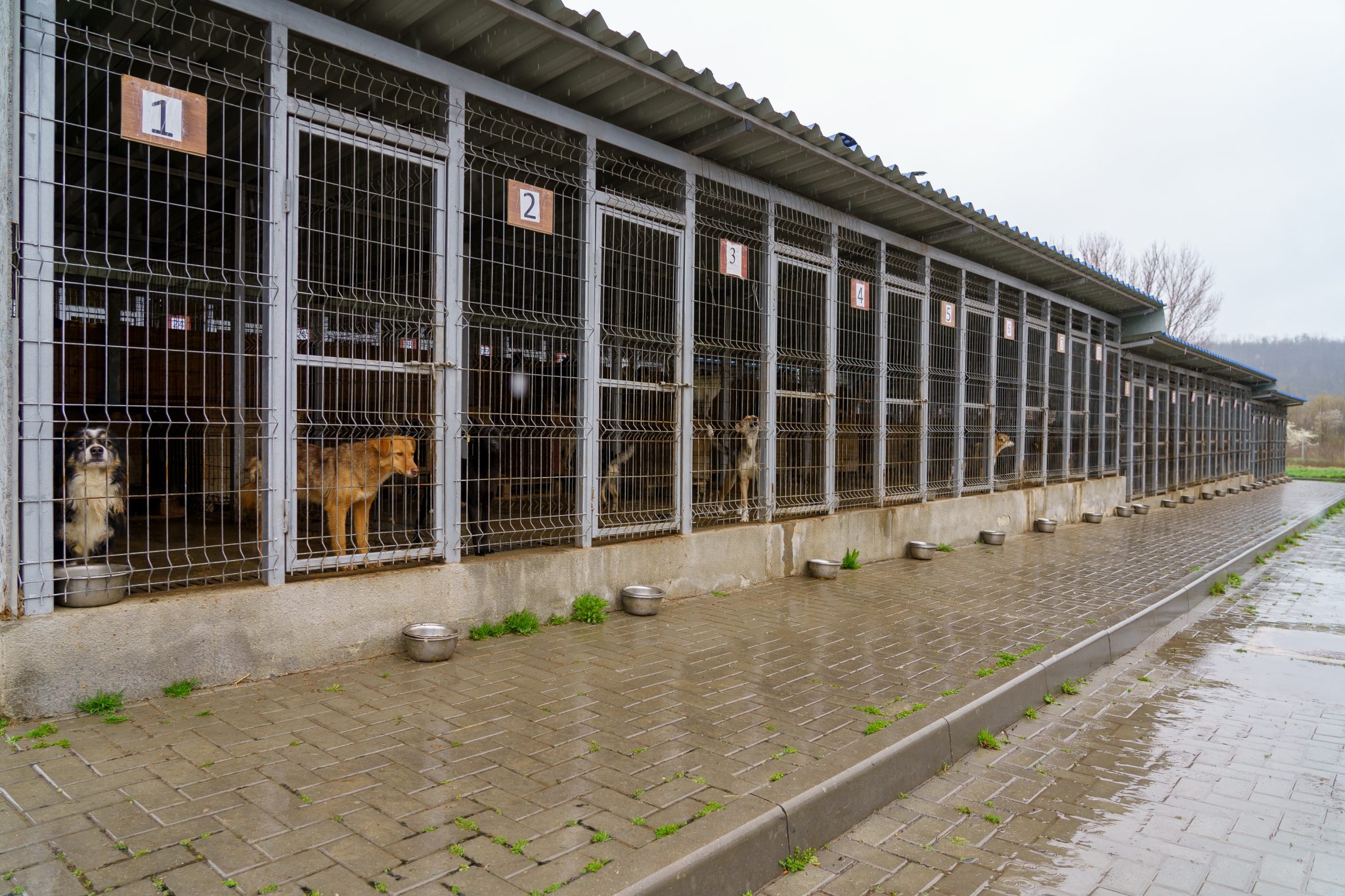 NVWA handhaaft hondenhandel met papieren tijgers