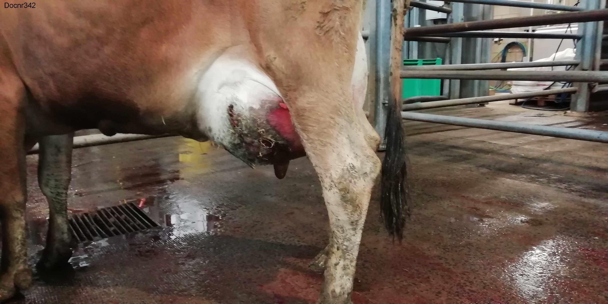 Druk op dierenartsen