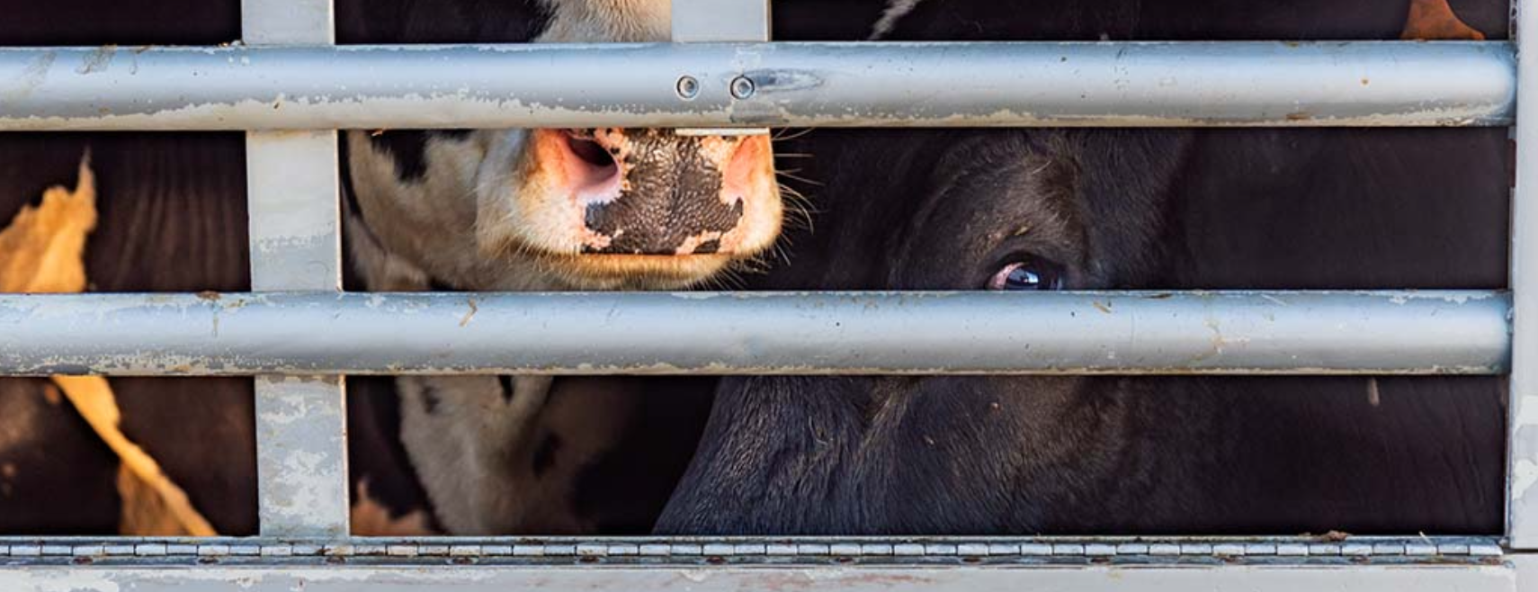 Vlaanderen als afvoerputje voor wrak vee uit Nederland