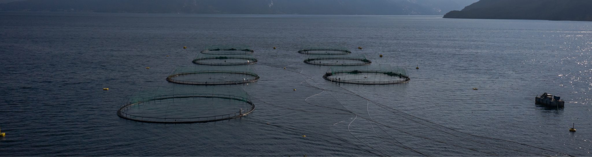 De strijd om Antarctica’s krill